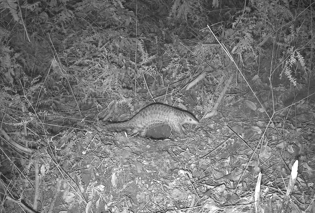 国家一级保护动物中华穿山甲首现流溪河国家森林公园 生态保护成效显著