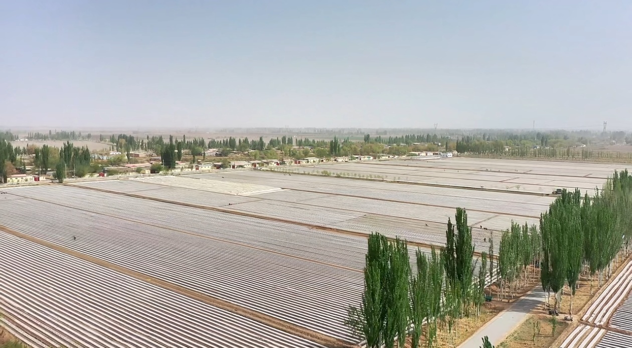 巴楚：693亩土茄子开种 特色农业助力乡村振兴